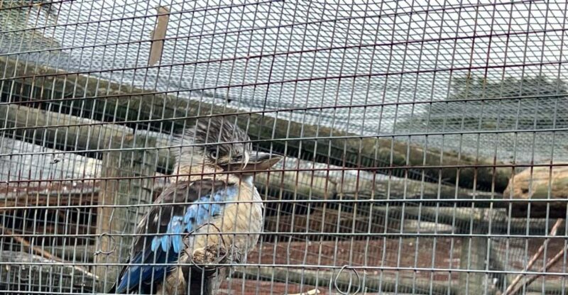 Private Tour of World of Birds, Kirstenbosch, and Constantia - Kirstenbosch Botanical Garden