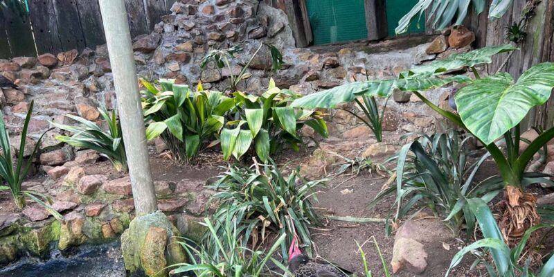 Private Tour of World of Birds, Kirstenbosch, and Constantia - Constantia Winelands