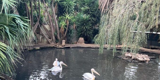 Private Tour of World of Birds, Kirstenbosch, and Constantia - Highlights of the Experience