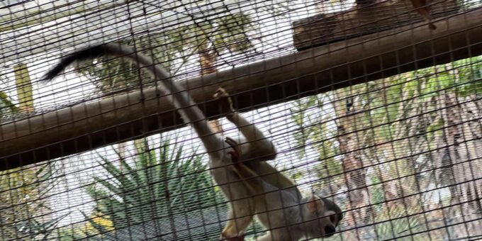 Private Tour of World of Birds, Kirstenbosch, and Constantia - Booking and Reservation