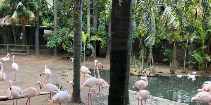 Private Tour of World of Birds, Kirstenbosch, and Constantia - Visitor Information