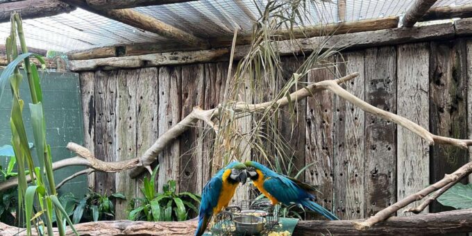 Private Tour of World of Birds, Kirstenbosch, and Constantia - Frequently Asked Questions