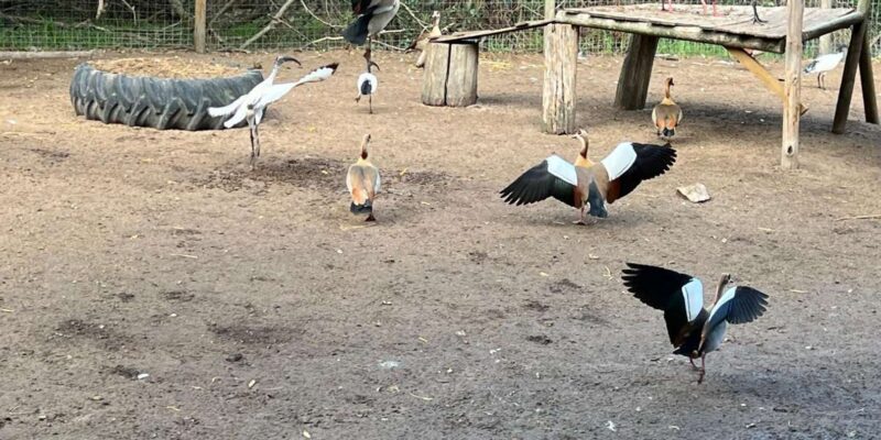 Private Tour of World of Birds, Kirstenbosch, and Constantia - Key Points
