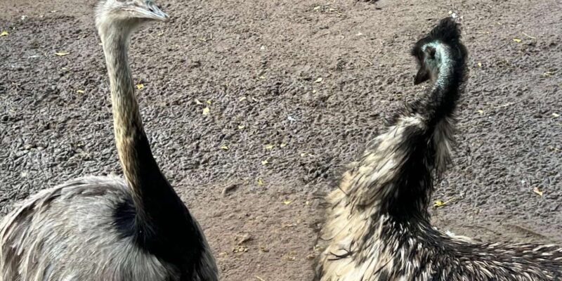 Private Tour of World of Birds, Kirstenbosch, and Constantia - Kirstenbosch National Botanical Garden