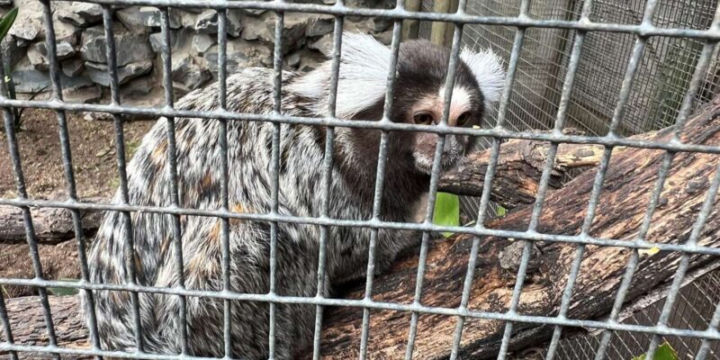 Private Tour of World of Birds, Kirstenbosch, and Constantia - Constantia Winelands Experience