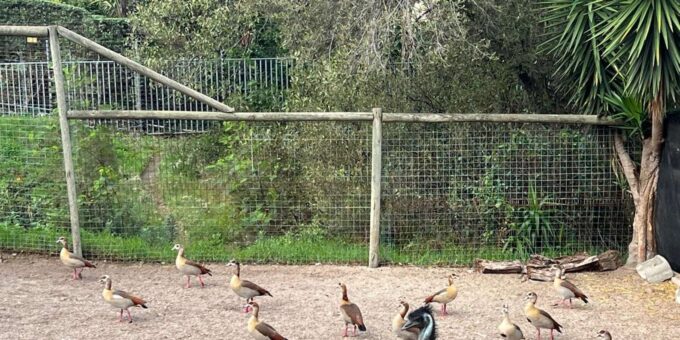 Private Tour of World of Birds, Kirstenbosch, and Constantia - Frequently Asked Questions