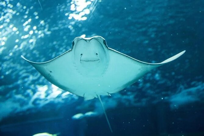 Private Tour - Olympic Boulevard + Aquarium - Meeting and Pickup