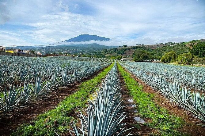 Private Tour One Day in Guachimontones and La Fortaleza Distillery - Booking Information