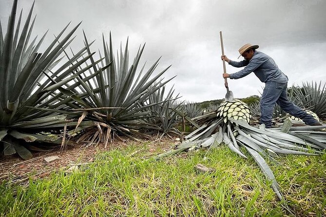 Private Tour One Day in Guachimontones and La Fortaleza Distillery - Frequently Asked Questions
