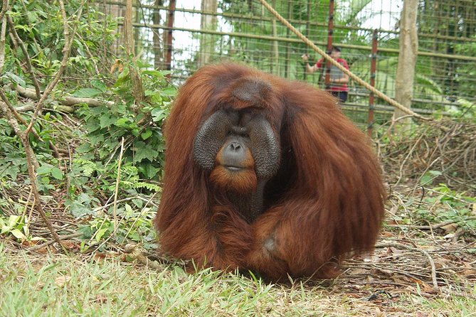 Private Tour : Orang Utan Island & Perak Cave Temple From Kuala Lumpur - Pricing and Cancellation