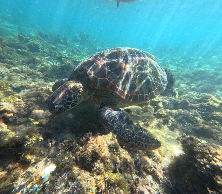 Private Tour PAMILACAN Island Turtle & Dolphin Watching - Key Points