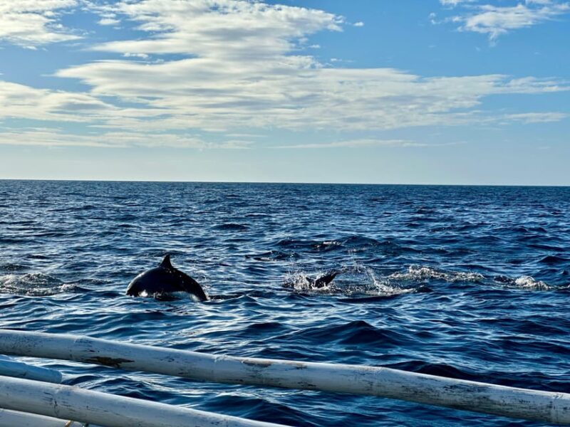 Private Tour PAMILACAN Island Turtle & Dolphin Watching - Activities and Highlights
