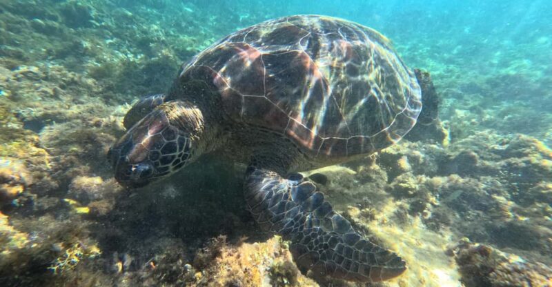 Private Tour PAMILACAN Island Turtle & Dolphin Watching - Location and Environment