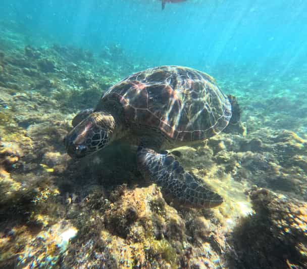 Private Tour PAMILACAN Island Turtle & Dolphin Watching - Important Information