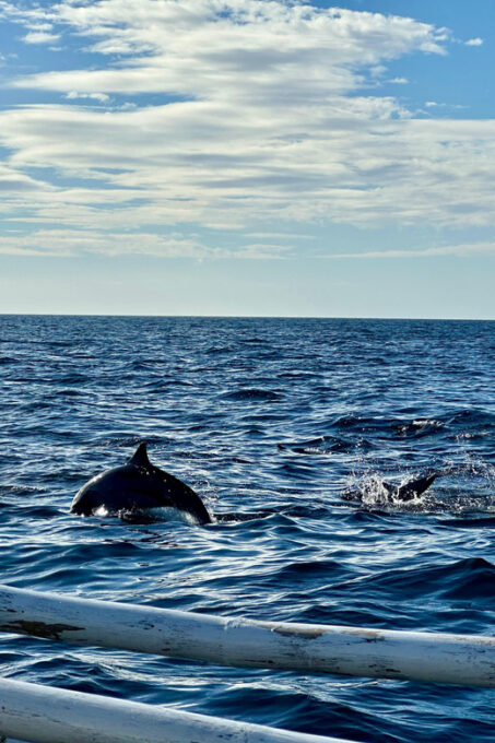 Private Tour PAMILACAN Island Turtle & Dolphin Watching - Frequently Asked Questions