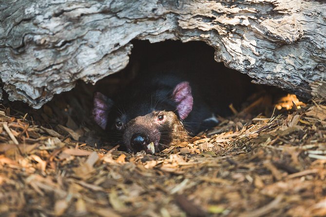 Private Tour: Phillip Island, Penguin Parade and Moonlit Sanctuary Conservation Park From Melbourne - Coastal Highway Drive