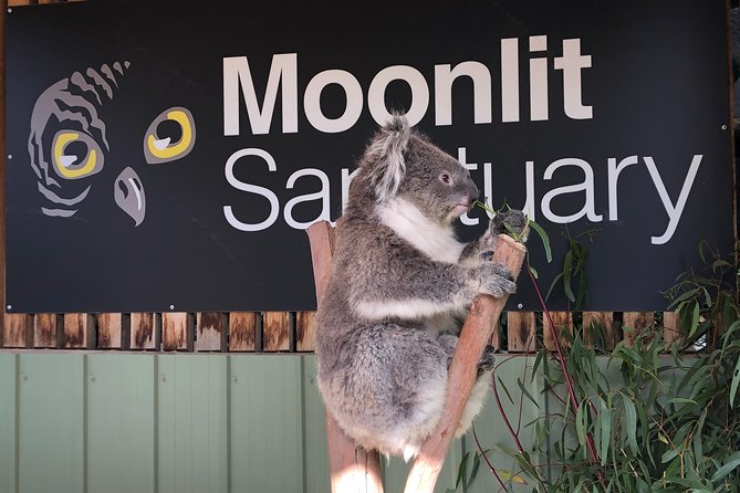 Private Tour: Phillip Island, Penguin Parade and Moonlit Sanctuary Conservation Park From Melbourne - Moonlit Sanctuary Visit