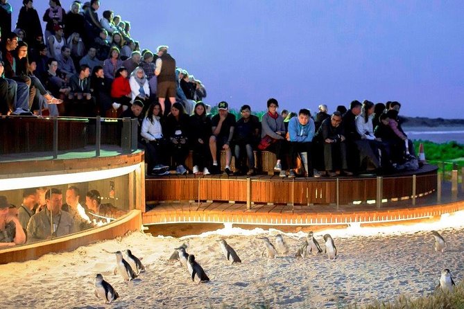 Private Tour: Phillip Island, Penguin Parade and Moonlit Sanctuary Conservation Park From Melbourne - Penguin Parade Experience