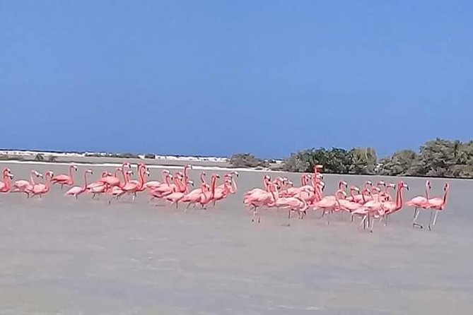 Private Tour: Pink Flamingos, Maya Temples and Ek Balam - Pickup and Meeting Details