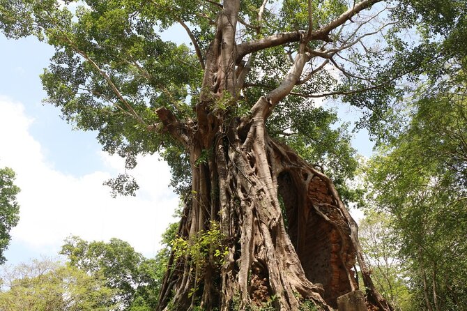 Private Tour: Preah Khan Kompong Svay and Sambor Prei Kuk Temples - Review Highlights