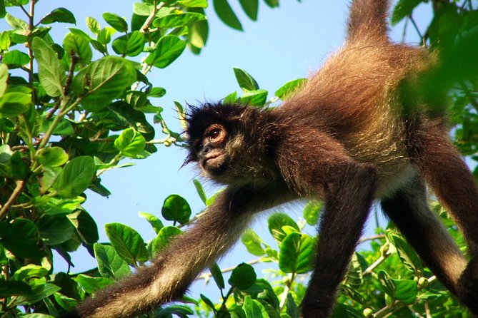 Private Tour Punta Laguna Monkey Sanctuary Zip Line - Key Points