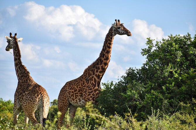 Private Tour Safari To Nairobi National Park - Key Points