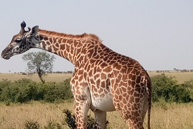 Private Tour Safari To Nairobi National Park - Pricing and Availability