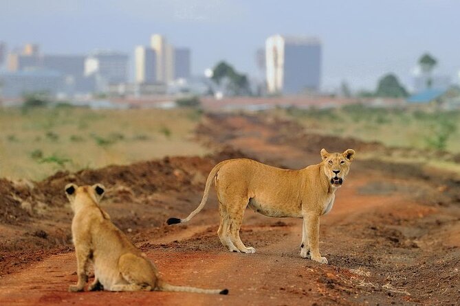 Private Tour Safari To Nairobi National Park - Inclusions of the Safari