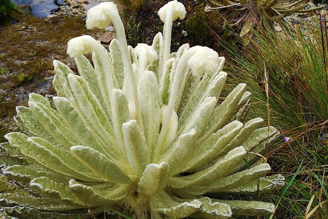 Private Tour - Santurbán Páramo (Nature) - Discovering Unique Flora and Fauna