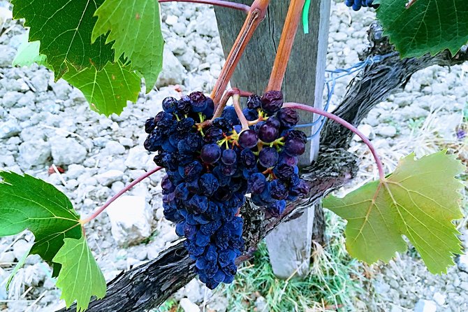 PRIVATE TOUR: Savor Exquisite Wines: Brunello & Nobile Wine Tour - Pricing and Cancellation Policy