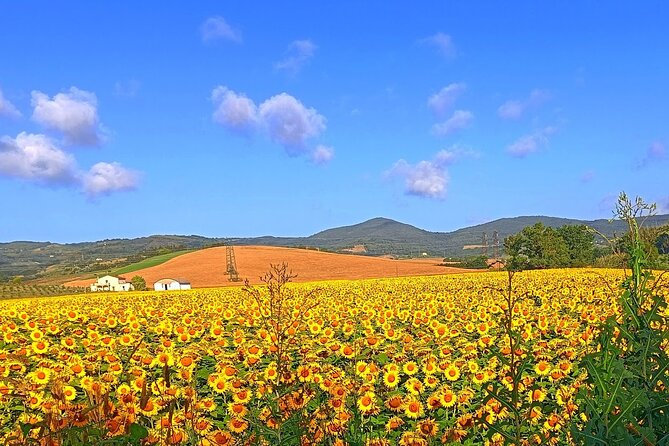 PRIVATE TOUR: Savor Exquisite Wines, Brunello & Nobile Wine Tour - Traveler Reviews and Feedback