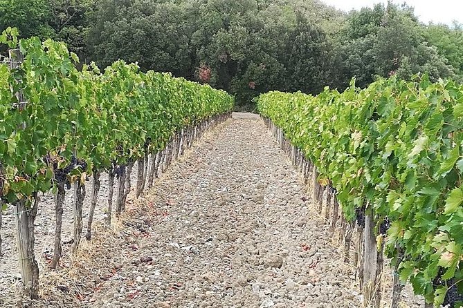 PRIVATE TOUR: Savor Exquisite Wines, Brunello & Nobile Wine Tour - Savoring Tuscan Culinary Delights