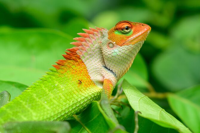 Private Tour Sinharaja Rain Forest From Colombo - Additional Information