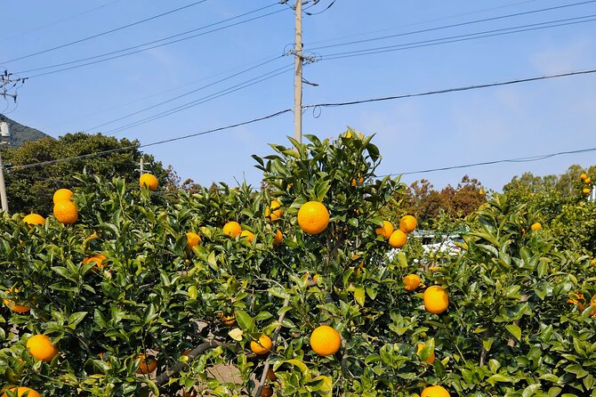 Private Tour South and West Jeju Island With Experienced Driver - Meeting and Pickup Information