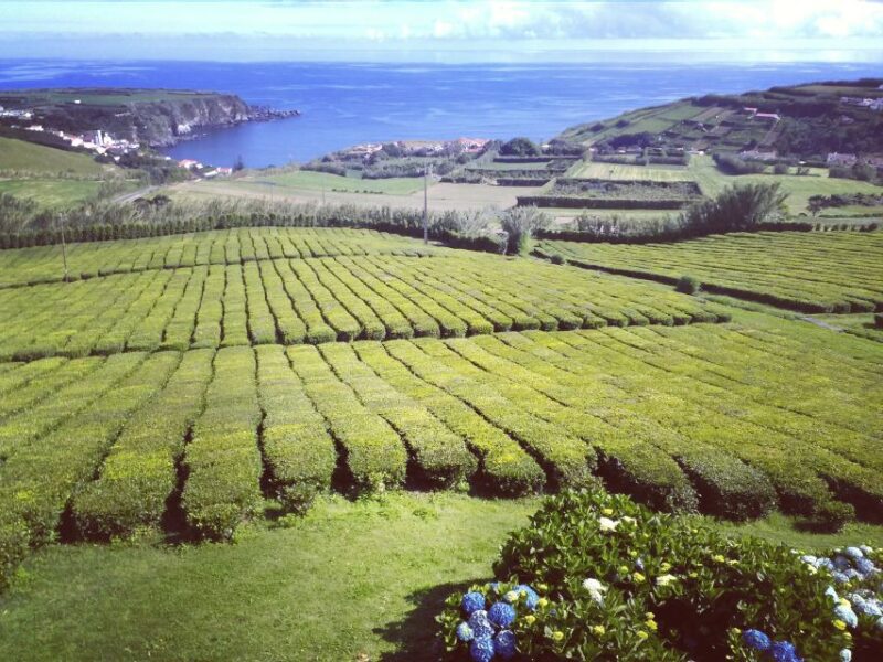 Private Tour South & North Coast Views - Taste Traditional Azorean Beverages