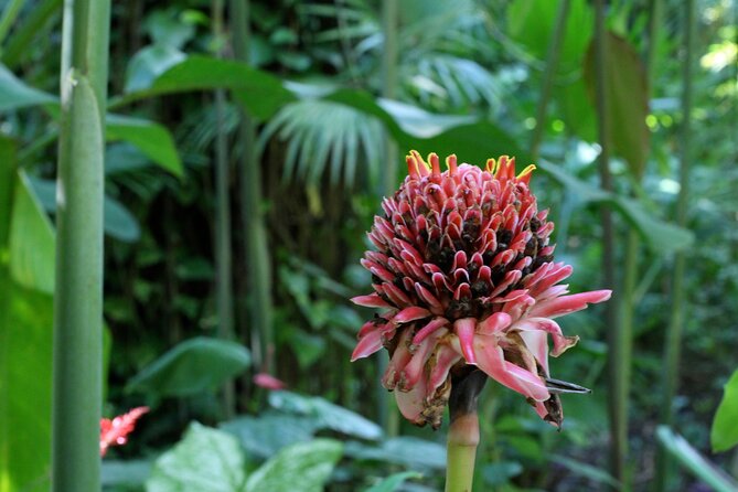 Private Tour St. Lucia Botanical Gardens and Waterfall - Majestic Waterfall Experience