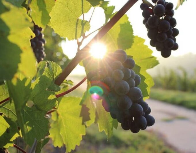 Private Tour: Ston and Peljesac Wine Tasting With Lunch From - Frequently Asked Questions