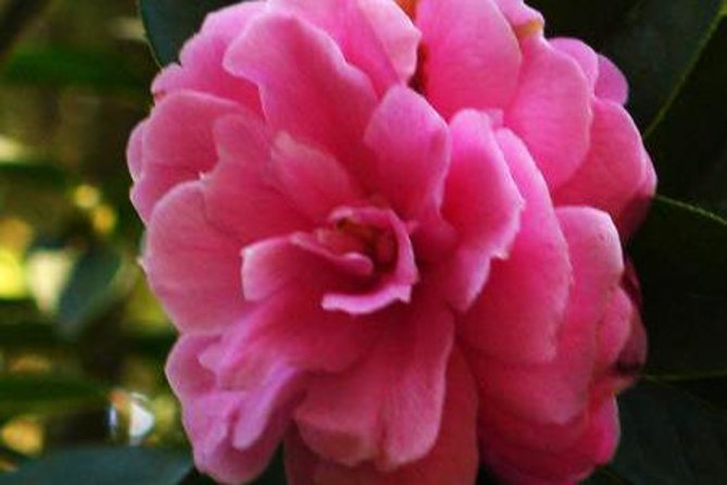 Private Tour: Stone Forest and Flower Birds Market With Lunch - Inclusions