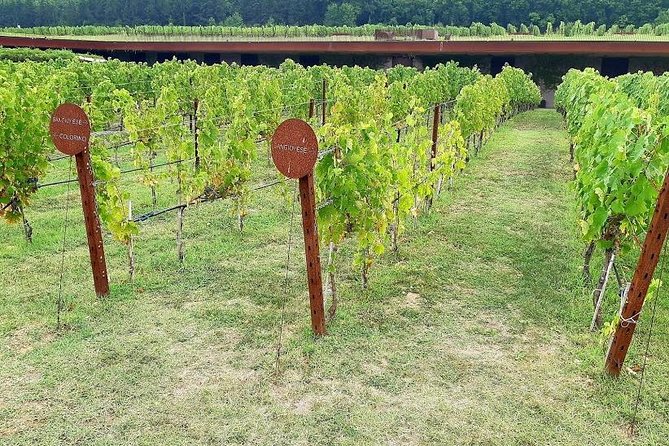 PRIVATE TOUR Sweet Hills of Chianti and San Gimignano With Lunch & 2 Tastings - Winery Immersion and Tastings