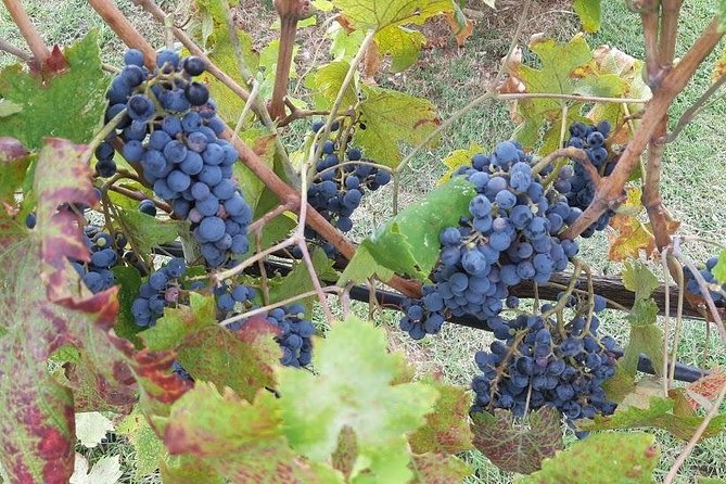 PRIVATE TOUR Sweet Hills of Chianti and San Gimignano With Lunch & 2 Tastings - Pricing and Cancellation Details
