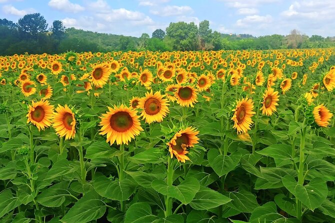 PRIVATE TOUR: Sweet Hills of Chianti & Siena + Lunch & 2 Tastings - Cancellation and Rescheduling