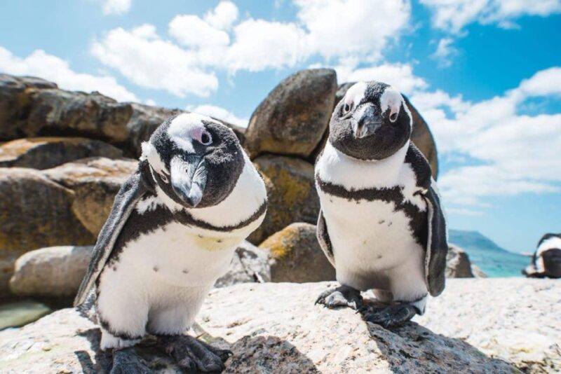 Private Tour: Swim With Penguins at Boulders Beach - Scenic Chapmans Peak Drive
