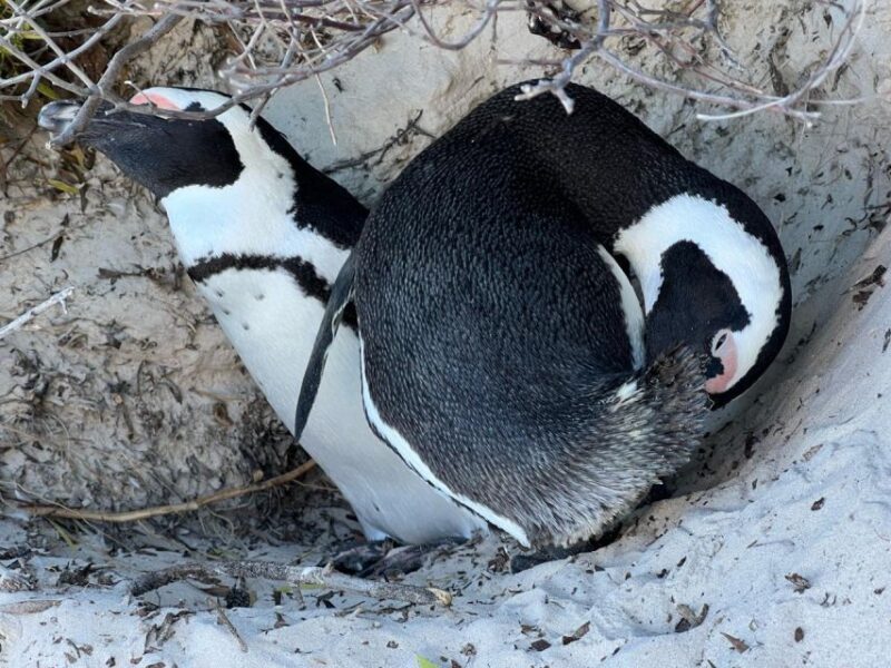 Private Tour: Swim With Penguins at Boulders Beach - Accommodation Pickup Option