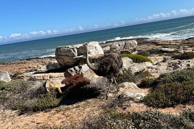 Private Tour: Table Mountain Boulders Beach Penguin Cape Point - Discovering Cape Point