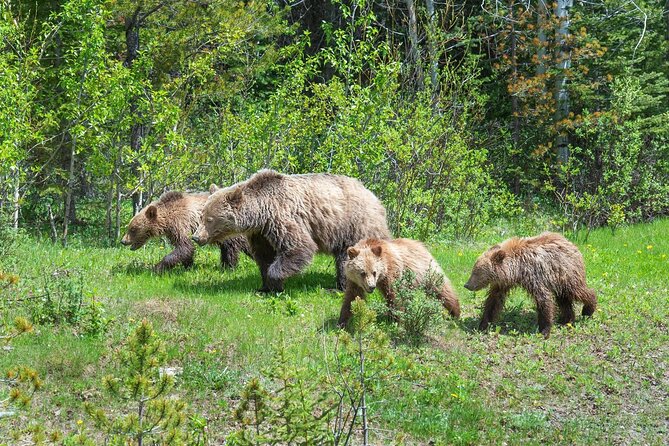 Private Tour: The Best of Banff National Park - Full Day - Pricing and Group Sizes