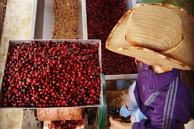Private Tour: the Urban Coffee Culture in Medellin - Coffee Farm & Workshop - Booking Information and Recommendations