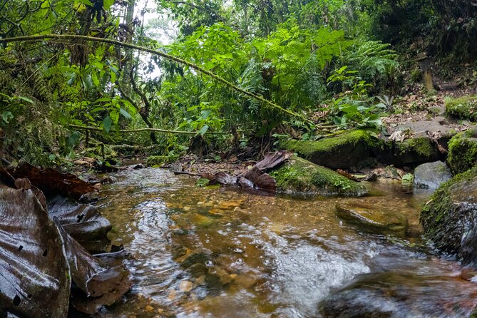 Private Tour Through the Chicaque Natural Park and Forest of Fog - Physical Requirements