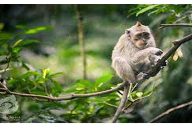 Private Tour: Tirta Empul, Tukad Cepung Waterfall & Penglipuran Village - Pickup and Drop-off Locations