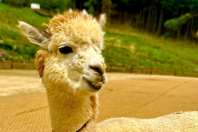 Private Tour to Alpaca World &Nami Island& Railbike With Tickets - Family-Friendly Amenities