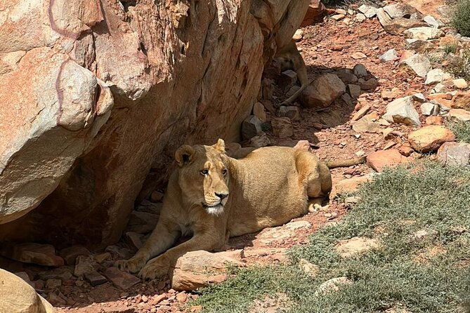 Private Tour to Aquila Game Reserve in Cape Town - See the Big5 - Inclusions